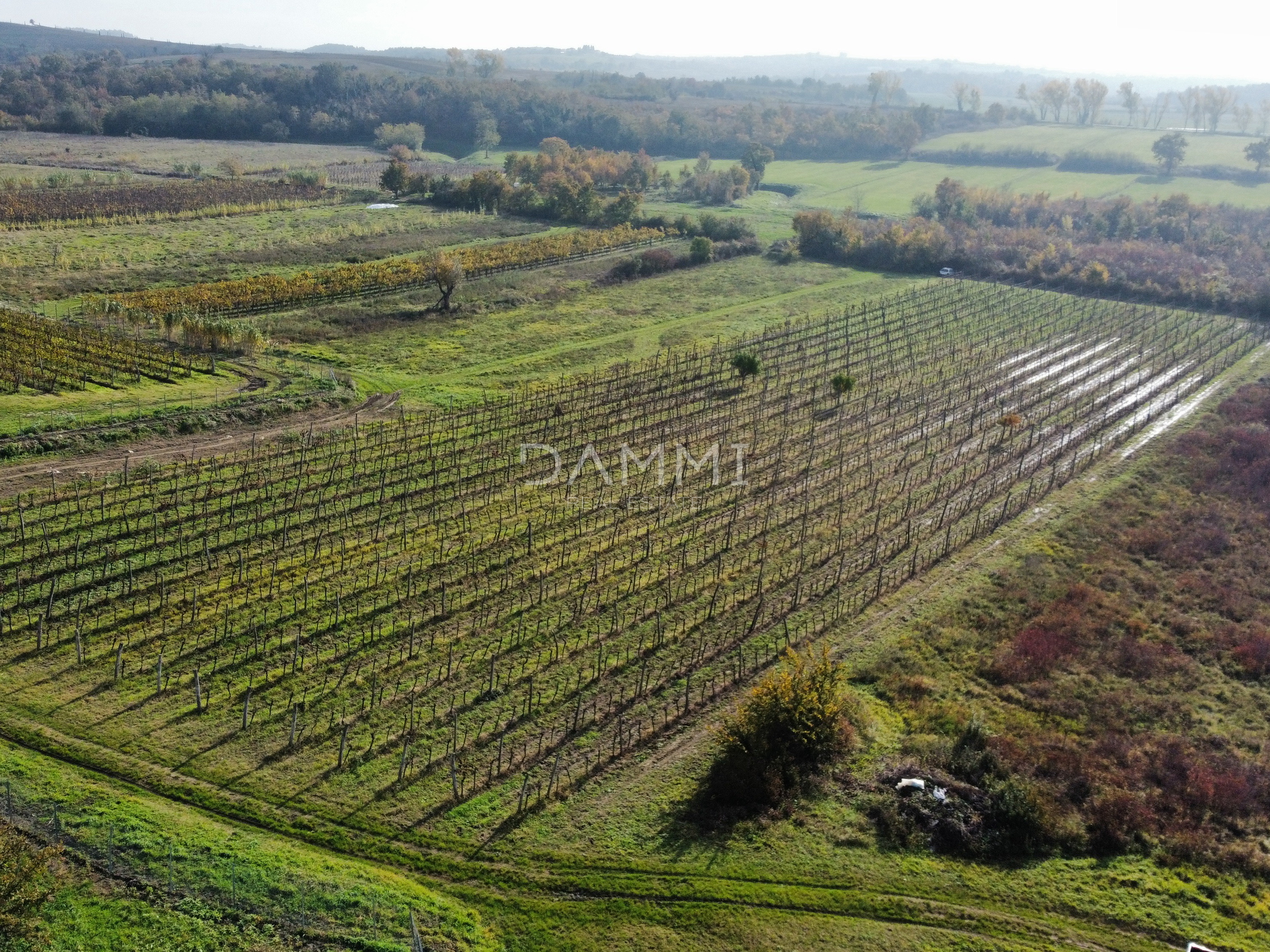 ISTRIEN, BUJE - Perfekter Weinberg in toller Lage 9350 m2